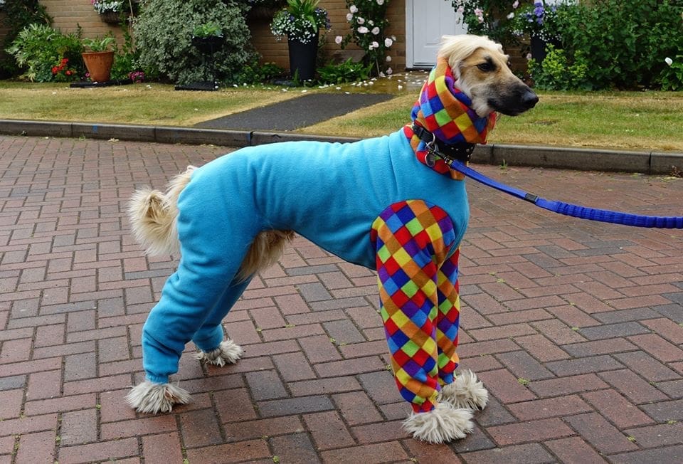 Best Fabric To Make A Dog Coat - UK Fabrics Online Blog
