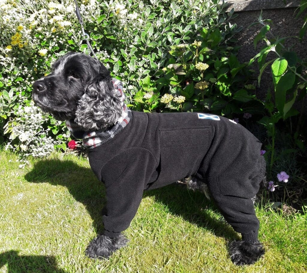Dog coats for Cockers K9 CleanCoats®