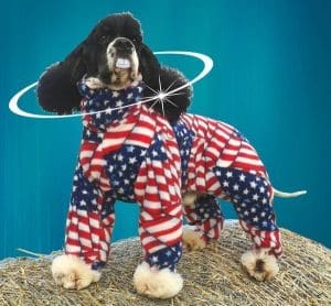 Friendly Old English Sheepdog dressed for the Fourth of July Stock Photo -  Alamy